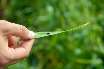 Hand holds a leaf with cereals leaf beetle larva. Oulema melanopus damaged the leaf of cereals. A significant pest of grain crops. 