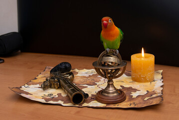 Agapornis fischeri on a pirate map with a candle, atrolabe and a pistol
