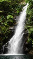 waterfall in the forest