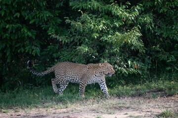 portrait of a stalking leopard
