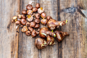 crocus and daffodil bulbs ready for autumn planting