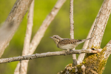 Eurasian wryneck (Jynx torquilla)