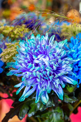 Chrysanthemum flower, closeup of blue with purple 