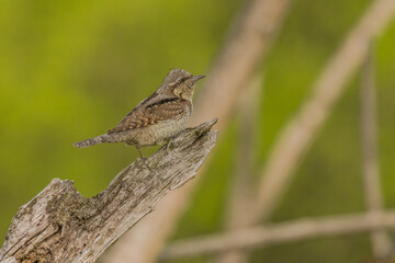 Eurasian wryneck (Jynx torquilla)