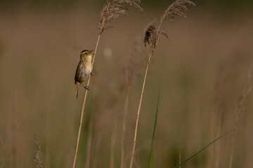 Aquatic warbler (Acrocephalus paludicola). Polesie National Park. Poland.