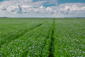 Beautiful blooming blue flax field in the countryside