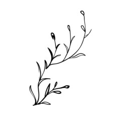 Sketch branch of leaves by hand on an isolated background
