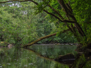 Un coin tranquille en forêt