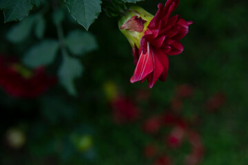 Chrysanthemum in red, dramatic blur