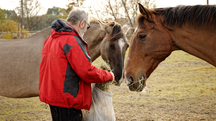 Man feeding horses outdoor on a paddock with hay from sack. Horse mealtime. - obrazy, fototapety, plakaty