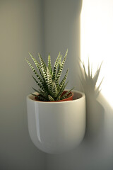 Succulent, cactus in white decor