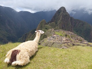 llama mirando machupicchu © Cesar