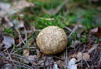 Naklejka na ściany i meble Nahaufnahme eines Pilz im Wald. Pilze sind teilweise giftig und teilweise essbar.