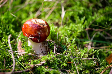 Nahaufnahme eines Pilz im Wald. Pilze sind teilweise giftig und teilweise essbar.
