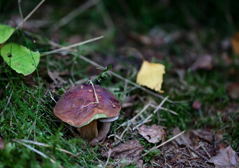Nahaufnahme eines Pilz im Wald. Pilze sind teilweise giftig und teilweise essbar.
