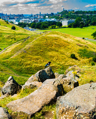 bird with a city in the background 
