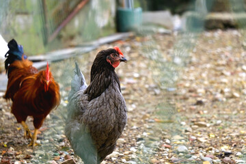 Two chickens in a chicken coop. Selective focus.