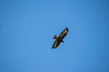 Obraz premium animaux