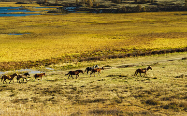 Altai