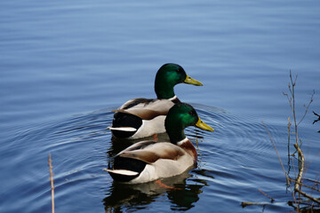 Obraz premium Deux canards colvert nageant sur l'eau