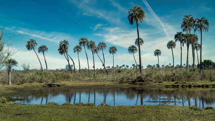 El palmar national park, located in Entre Rios. Argentina.