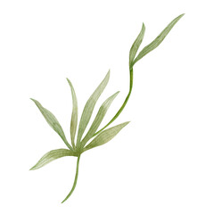 Tropical liana, branch with leaves. Watercolor illustration.