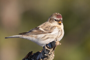 Common Redpoll