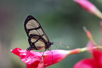 Portrait eines tropischen Schmetterlings auf einer Pflanze.