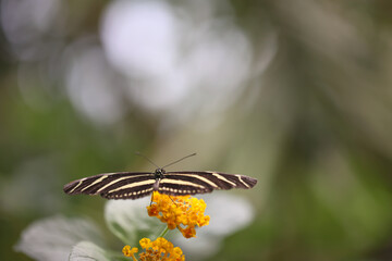 Portrait eines tropischen Schmetterlings auf einer Pflanze.