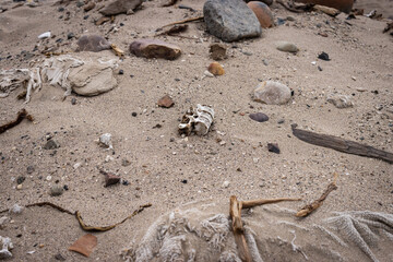 pre inca skulls on a profaned cemetery in Nasca Nazca Cahuachi. The skin and hair still on the death mans. there are ancient bones, ceramics and textile relics. 