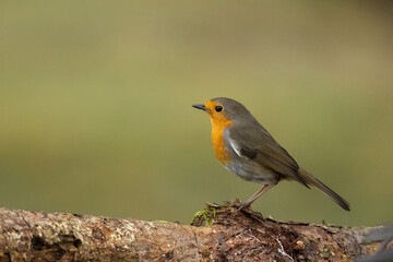 Rouge-gorge