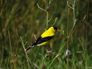 yellow wagtail on a branch