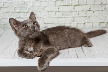 Beautiful gray cat on a brick wall background