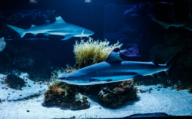 macro reef black shark carcharhinus melanopterus