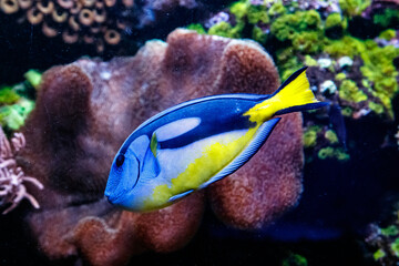 Fototapeta na wymiar Fish Royal Blue Surgeon - Paracanthurus hepatus