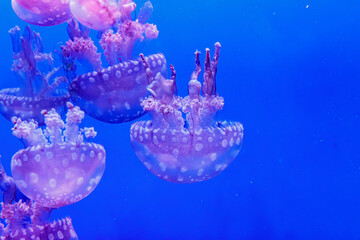 macro of a beautiful jellyfish mastigias papua © Minakryn Ruslan 