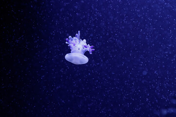 Obraz na płótnie Canvas macro of a beautiful jellyfish rhizostoma luteum