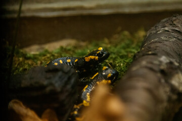 Beautiful lizard in the grass common fire salamander