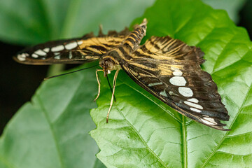 Fototapeta na wymiar macro beautiful butterfly Parthenos sylvia