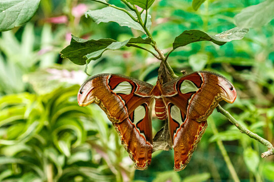 macro beautiful butterfly Attacus lorquin
