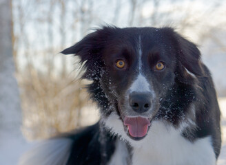 A happy black and white young border collie looks into the camera in winter