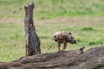 Tawny eagle with eating on a tree trunk