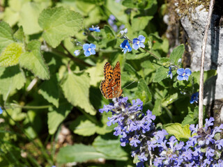 Boloria euphrosyne | Le Grand collier argenté ou nacré sagitté ailes refermées butinant le...