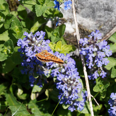 
Boloria euphrosyne | Le Grand collier argenté ou nacré sagitté ailes refermées butinant le...