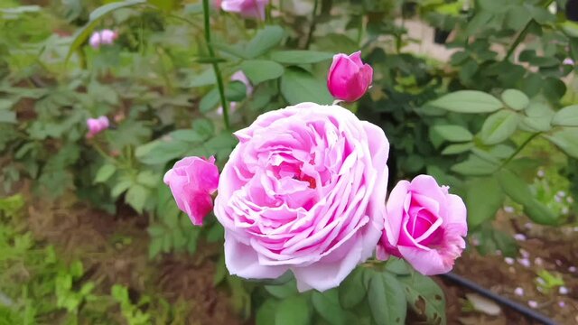 Beautiful rose flower in the garden. Rose flower background. Roses flower texture. Rose flowers on the background blurry pink roses flower in the garden of roses