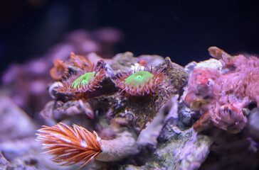 Eine Koralle im Meerwasseraquarium.
