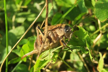 Brown grasshopper Onconotus Servillei on green grass