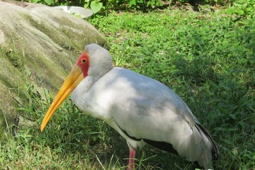 Yellow billed stork in zoo, closeup