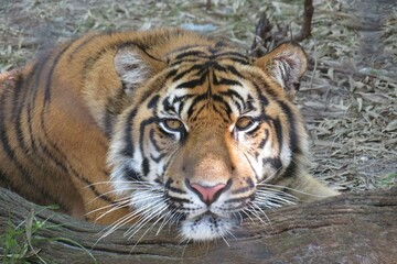 Tiger in Florida zoo, closeup