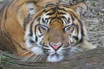 Fototapeta premium Closeup of sleeping tiger in a zoo